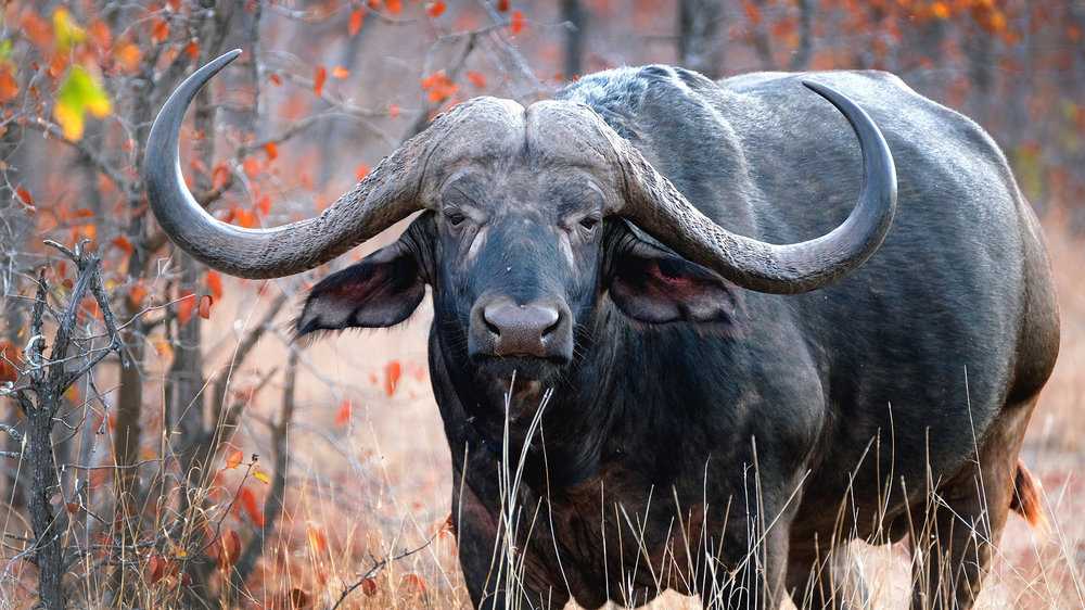 Buffalo Horn Product - Kochhar Brothers